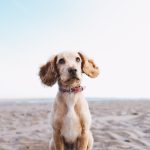 a brown dog sitting on top of a sandy beach